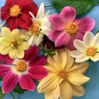 Some of the range of colours produced from one dahlia seedhead.


