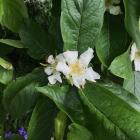 A medlar in bloom at Spylaw Farm.