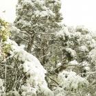 South island cedar adorned with fresh snow.