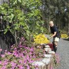 Andy Cunningham does some weeding ahead of tomorrow’s open garden.