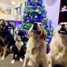 Patience is a virtue ... Dogs (from left) Cora, Polly, Ben and Louie patiently wait for their...
