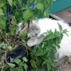 Happy daze ... Skye, a 2-year-old ragdoll, takes a siesta after consuming too much catnip. PHOTO:...