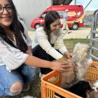 Checking out the puppies in the pet show section of the show are Florencia Perez Rodrigo (left),...