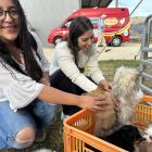 Checking out the puppies in the pet show section of the Mt Benger A&P Show are Florencia Perez...