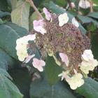 Hydrangea aspera has lacecap flowers.