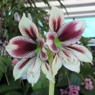 Hippeastrum papillo is an unusual species.