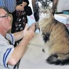 Maine Coon cat, Roley, aged 14 1/2 years old, was a star attraction at Cuddle Corner. Photo:...
