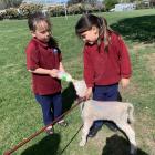 Stevie and Biddy Carter feeding lamb Jewel