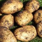 Dutch-bred "Agria" is New Zealand’s most popular potato. 