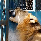 A lion plays with a padlock in its enclosure at the Daarusalaam zoo in Mogadishu, Somalia. PHOTO:...