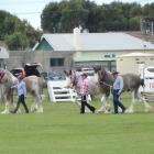 Some of the award-winning Clydesdale horses make their way around the showgrounds during the...