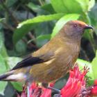 Pollen collected on the forehead of a nectar-feedings korimako (bellbird) may pollinate a...