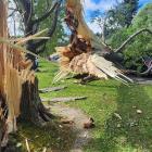 A tree snapped off its trunk, landing on a car in Butts Rd. PHOTO: SUPPLIED