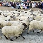 Lambs hoof it during the Running of the Lambs at the Southern Field Days at Waimumu yesterday....