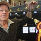 Alistair Robb, of Oamaru, shows off his champion Yorkshire canary yesterday. Photo by Hamish...