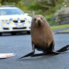 A fur seal being chased by police. Photos by Stephen Jaquiery.