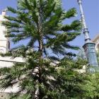 Sending wollemi around the world will help their survival. This tree is in Monaco. Photos by...