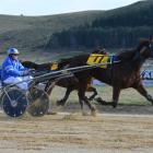 Tijuana Taxi lengthens out close to the line in the maiden trot at Oamaru yesterday. Photo by...