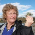 Lorraine Adams, of Coast Care, inspects a tangled ball of fishing wire washed up on Oamaru’s...