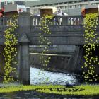 5000 plastic ducks are dropped into the Water of Leith at a State Highway 88 openday in Dunedin...