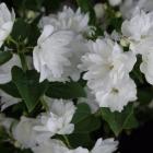 1. Philadelphus Frosty Morn; $17.99 from Wal's Plant Land, Mosgiel.