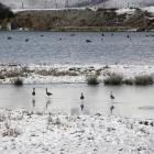 40 black stilts are released in wintry conditions at Lake Tekapo. Photo by the Department of...