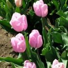 Pink Diamond is one of the most reliable pink tulips. Photos by Gillian Vine.