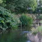 Gunnera and moisture-loving irises surround the pool, almost obscuring the Japanese-style bridge....