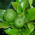A potted Kaffir lime flourishes outside, but is housed in the glasshouse over winter.  Photos by...