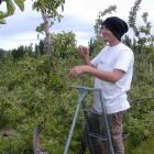 Sam Knowles thins an organic Braeburn apple tree on an Earnscleugh orchard. Photo by Steve Hepburn.