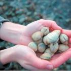 Clams in hand: Roger Belton, managing director of Southern Clams Ltd, is encouraging locals to...