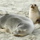 Department of Conservation workers attach GPS and VHF equipment to New Zealand sea lions on a...