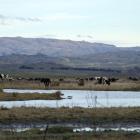 Cows graze near the upper Taieri River last month. Photo by Diane Brown.
