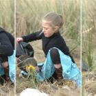 Jenny Hjertquist (10) plants a native plant at Smaills beach on the Otago Peninsula as part of...