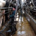 A dairy worker in an Otago shed in 2003. Several sectors in the dairy industry have taken pay...