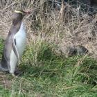A yellow-eyed penguin at the Moeraki Lighthouse reserve is confronted by a feral cat in this...