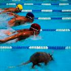 "Armadillos are discernibly more intelligent that most human swimmers."  Photo montage by Roy...