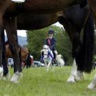 "C" section reserve champion Jacob Granger (10) and Bailley pass behind horses waiting to compete...