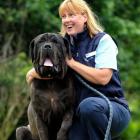 Dunedin City Council animal control and education officer Roz McDonald, with a Neapolitan mastiff...