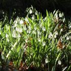 'Galanthus nivalis', the snowdrop. Photo by Gerard O'Brien.