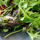 'Grossed out' by a dead bird in bag of salad. Photo by Gerard O'Brien.