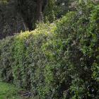 <i>Abelia x grandiflora.</i> Photo by Gerard O'Brien.