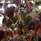 <i>Cercis canadensis</i> "Forest Pansy"