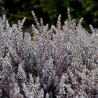 <i>Lepidothamnus laxifolius</i>, thought to be the smallest pine in the world. Photo by Gerard O...