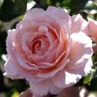 'It's Magic' pink rose. Photo by Linda Robertson.
