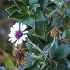 'Olearia chathamica', or keketerehe. Photo by Gerard O'Brien.