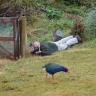 'Otago Daily Times' illustrations editor Stephen Jaquiery gets a close-up of Paku as she gets her...