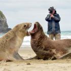 ''Southern Swaggie'' William Bisset (and at right) films sea lions at Cannibal Bay on Saturday....