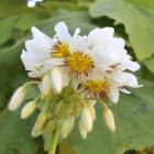 'Sparrmannia africana' is native to South Africa.