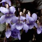 'Viola labradorica'. Photo by Linda Robertson.